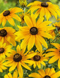 Rudbeckia Black Eyed Susan Bare Root Starter Plants - 15 Pack - Perennial Flower for Gardens and Landscaping