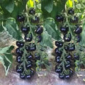 European Black Cherry Tomato Seeds - 30+ Heirloom, Non-GMO, Rare, Sweet - Perfect for Home Gardening