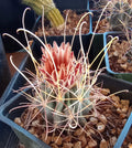Sclerocactus uncinatus wrightii Mini Cactus with Long Hook Spines, Cold Hardy Single Plant