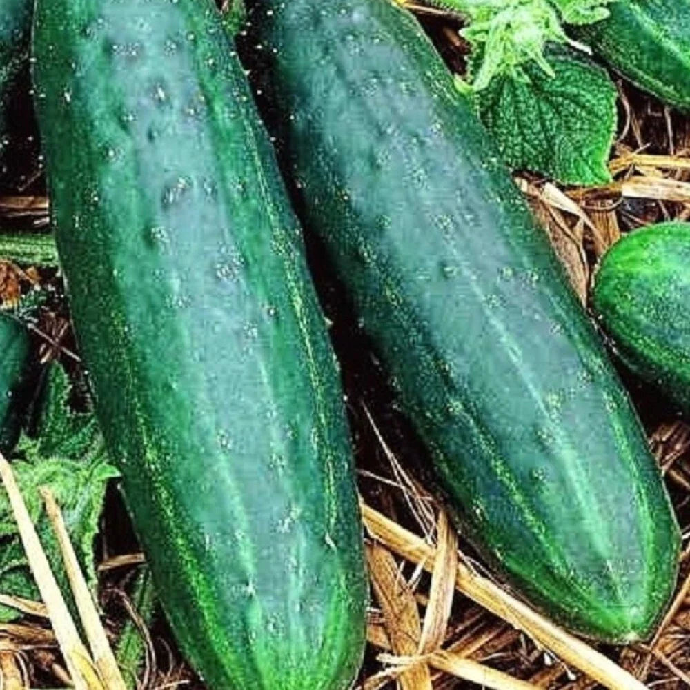 Cucumber Seeds 80 Count NON-GMO Heirloom Spacemaster 80 Cucumis sativus