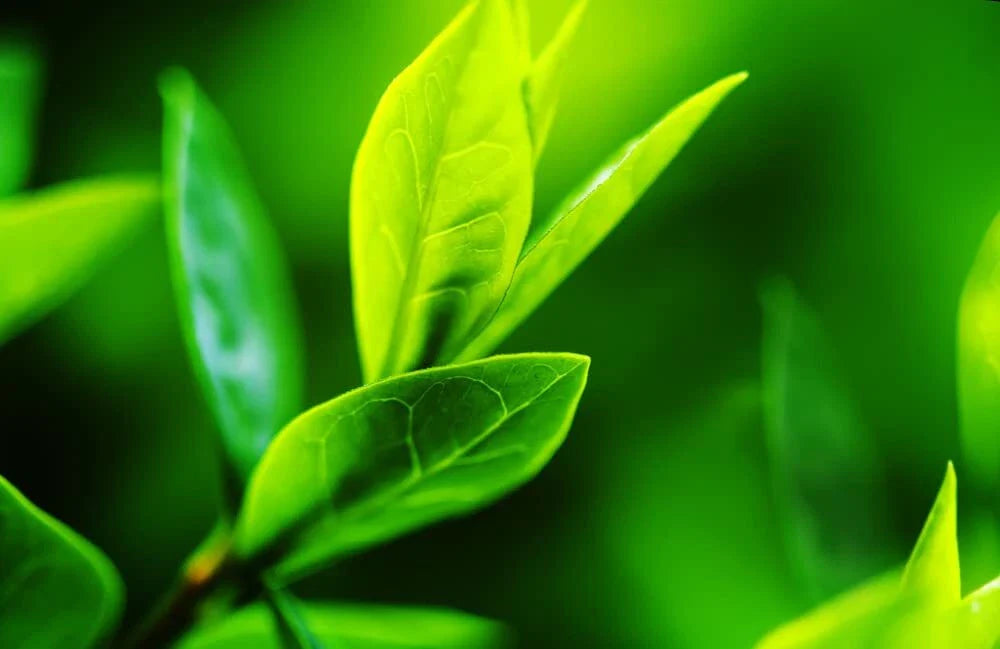 Tea Tree Seeds - 12 Seeds of Camellia Sinensis - Herb Seeds for Planting