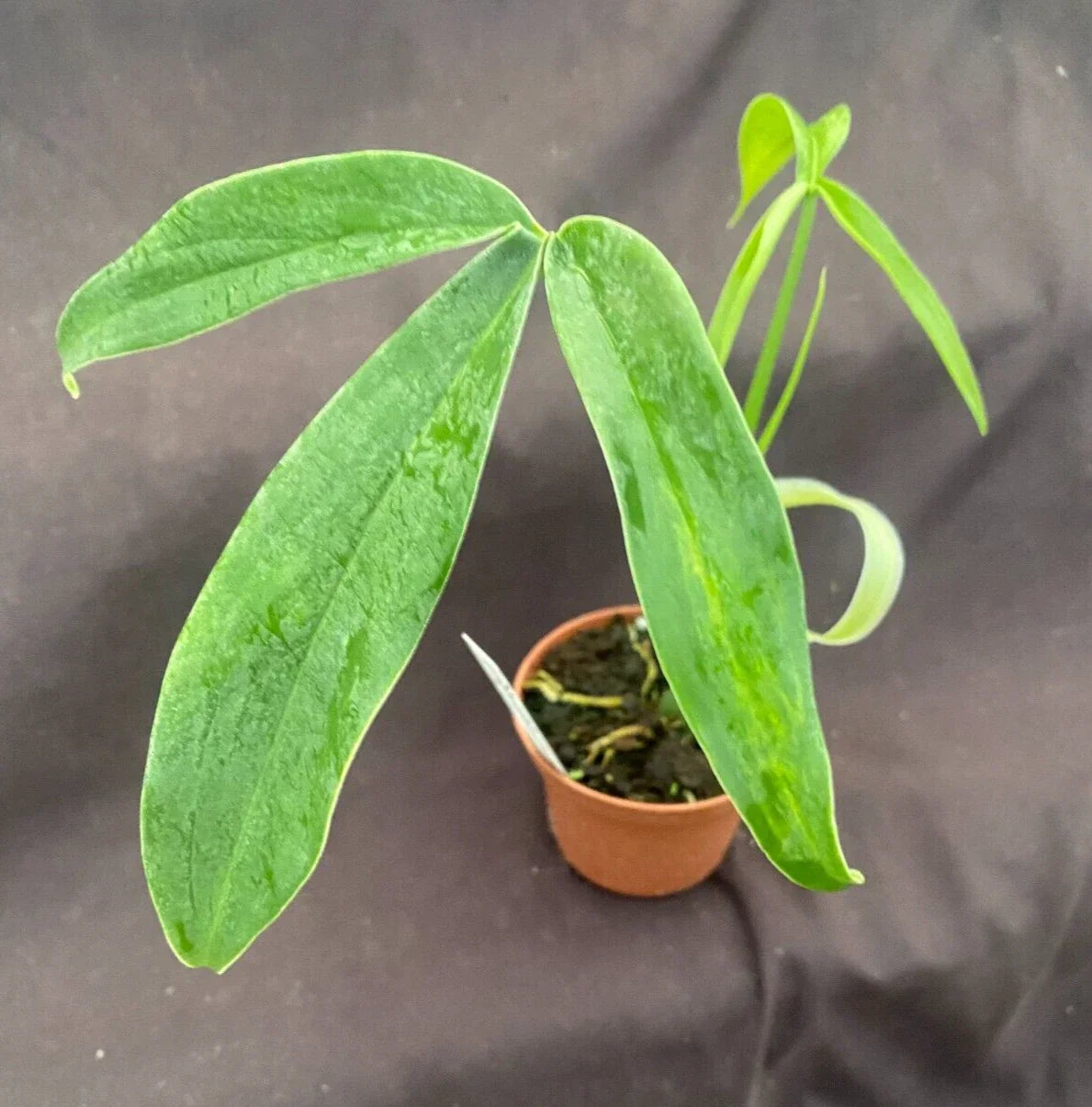 Philodendron Tripartitum Rooted Plant 3" Pot Live Houseplant