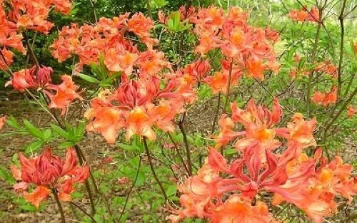 Aromi Azalea Starter Plant - Mauve Gold Variety, Rhododendron Deciduous - May Be Dormant