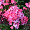 Glamour Girl Phlox Seeds – 100+ Flower Seeds for Garden Planting – Phlox paniculata – USA