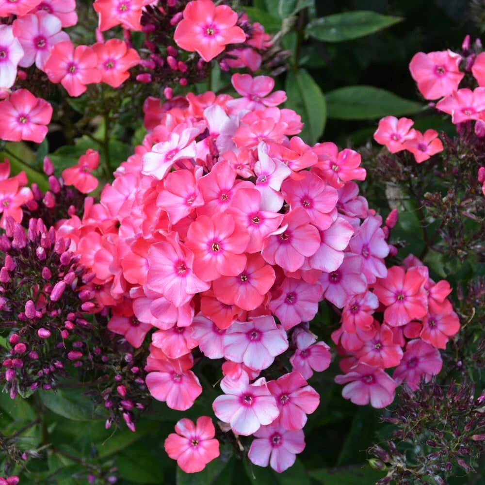 Glamour Girl Phlox Seeds – 100+ Flower Seeds for Garden Planting – Phlox paniculata – USA