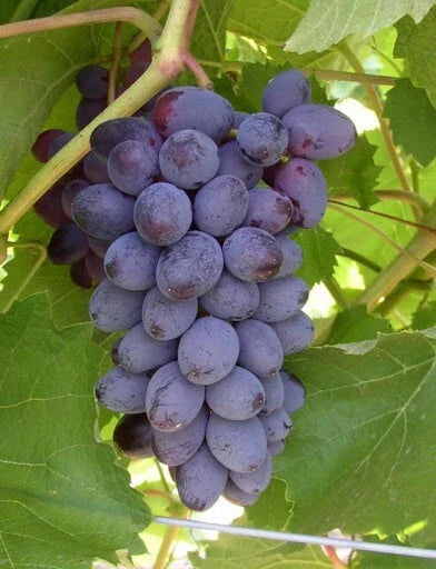 Fredonia Black/Blue Grape Live Rooted Starter Plant - Vitis labrusca - Ideal for Zones 5-8 - Perfect for Home Gardens