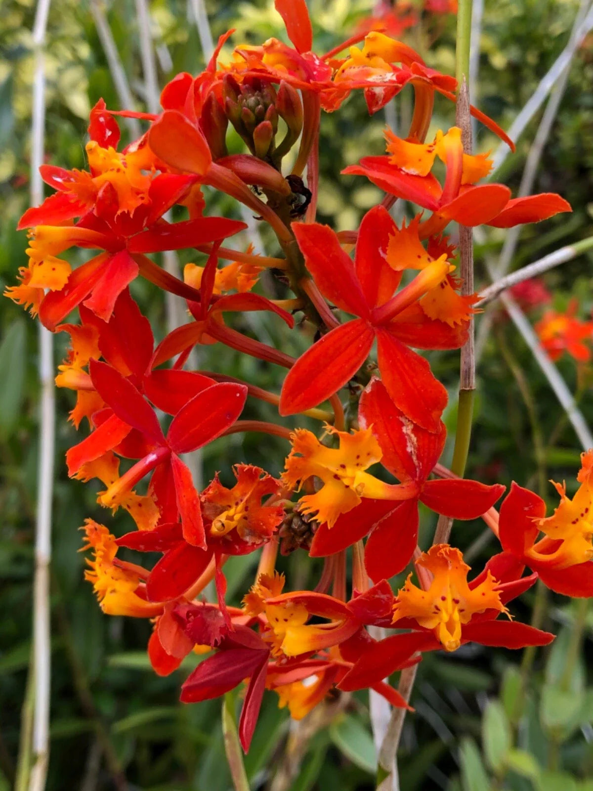 Epidendrum Radicans Orange Orchids - 2 Live Cuttings for Ground or Pot, Vibrant Tropical Flowers