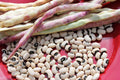 Cowpea Seed - California Blackeye Variety - Fresh Seeds - Vigna unguiculata