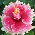 Hibiscus Seeds - 20 Pink & White Perennial Flower Seeds - Hibiscus rosa-sinensis