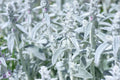Rabbit Ear Plant Seeds | 30+ Seeds | Unique Varieties | Oregano Decumbens