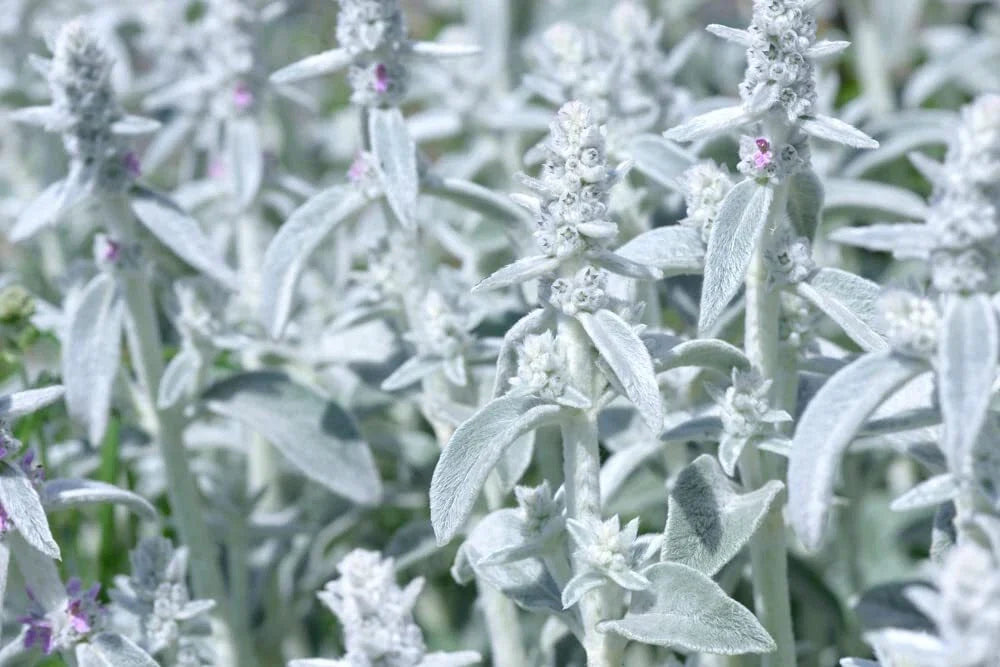 Rabbit Ear Plant Seeds | 30+ Seeds | Unique Varieties | Oregano Decumbens