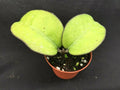 Rare Hoya vitellina Rooted Plant 3" Pot