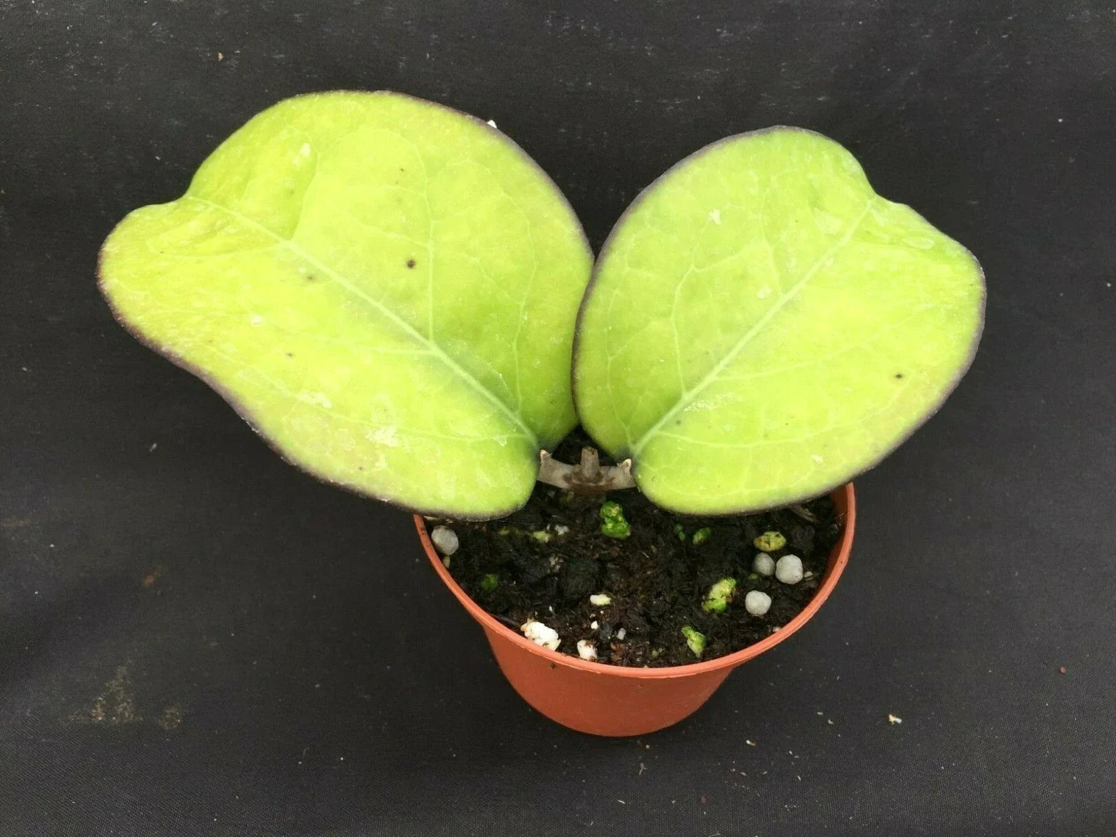 Rare Hoya vitellina Rooted Plant 3" Pot