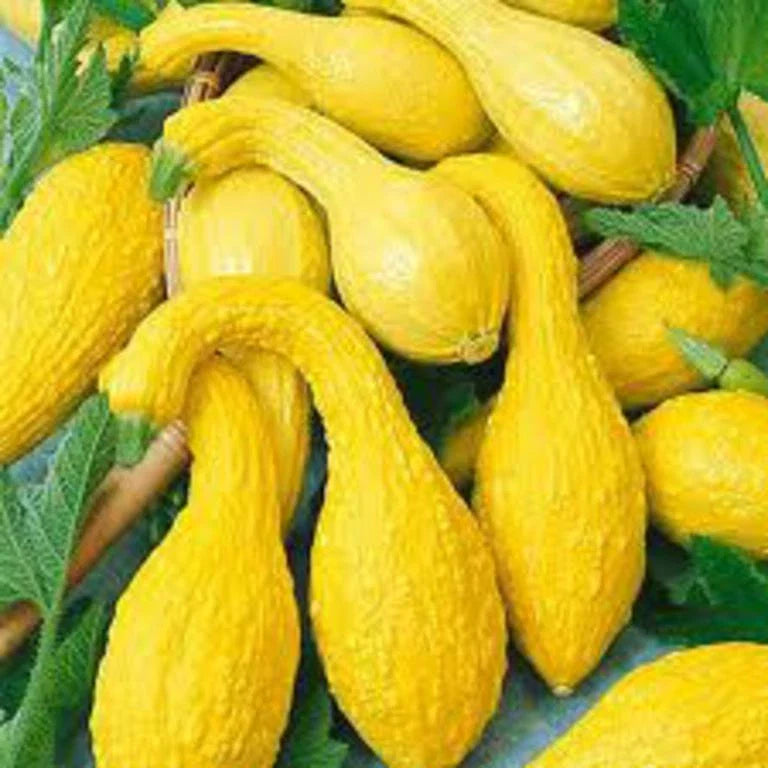 Yellow Crookneck Summer Squash Seeds - Non-GMO, Various Sizes Available, Cucurbita pepo
