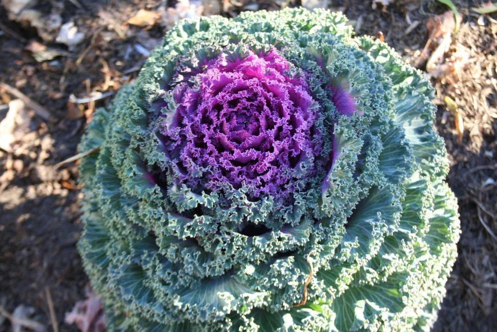 Ornamental Kale Seeds - Kamome Red - 40 Fresh Seeds - Brassica oleracea