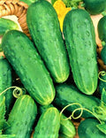 Cucumber Seeds 50 Seeds Non-GMO Homemade Pickles Cucumis sativus Organic Gardening Seeds