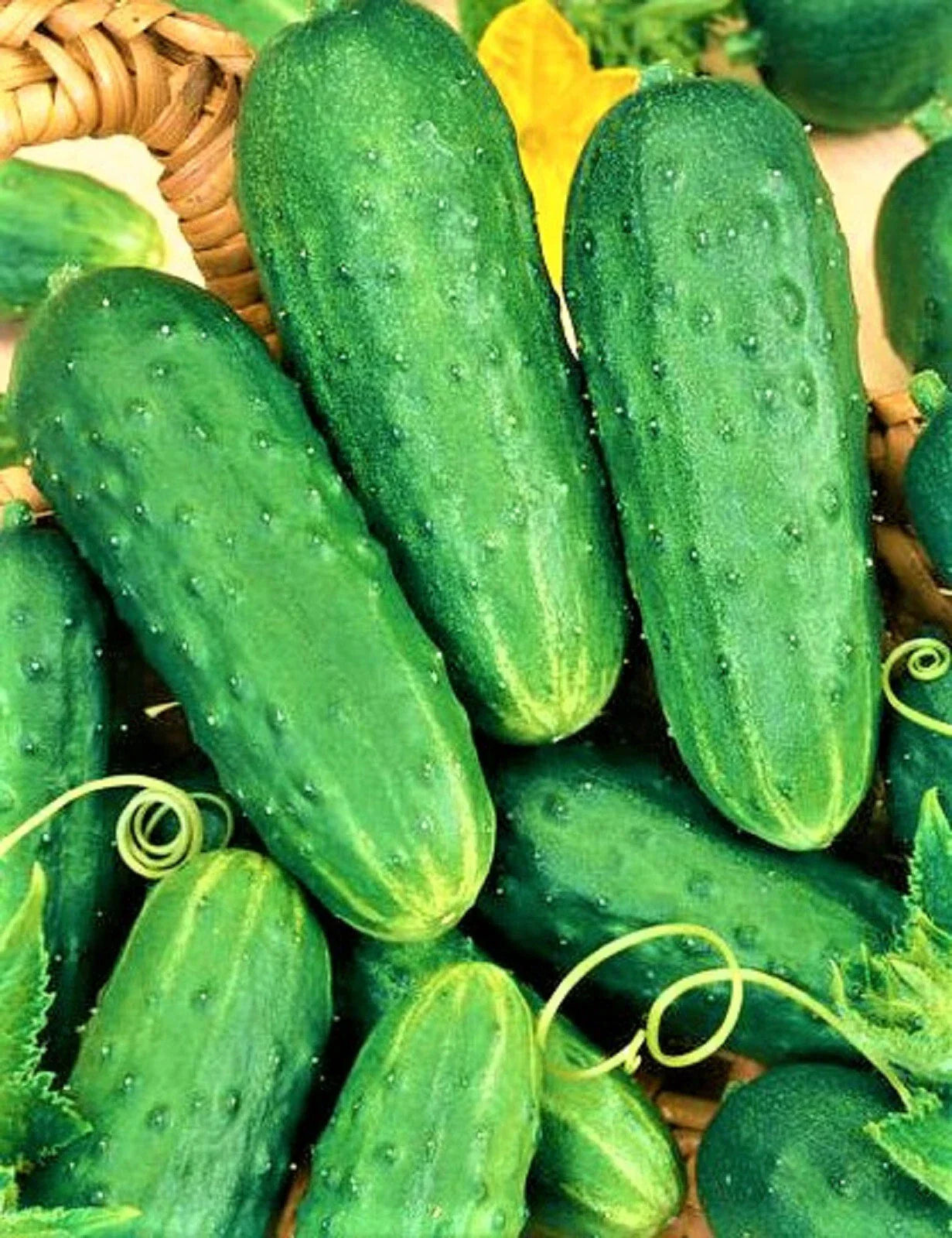 Cucumber Seeds 50 Seeds Non-GMO Homemade Pickles Cucumis sativus Organic Gardening Seeds