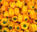 Golden California Wonder Pepper Plant - Premium Variety - 0 Scoville Units - Capsicum annuum