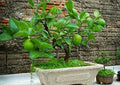 Dwarf Lime Bonsai Tree Seeds - 20+ Seeds - Citrus aurantiifolia - Indoor Planting, Ships from Iowa, USA
