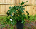 Split Leaf Philodendron Seeds - 10 Pack - Philodendron selloum - Tropical Houseplant Seeds, Free Shipping