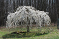 Weeping White Cherry Tree Seeds - 5 Pack - Flowering Ornamental Garden - Prunus subhirtella 'Pendula'