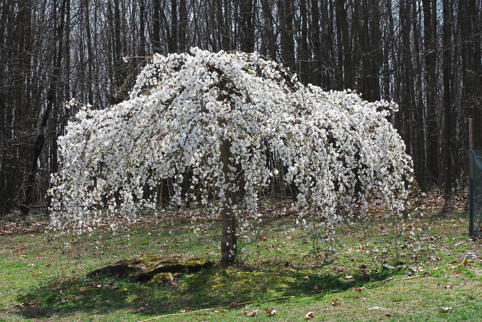 Weeping White Cherry Tree Seeds - 5 Pack - Flowering Ornamental Garden - Prunus subhirtella 'Pendula'