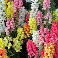 Snapdragon Seeds | Magic Carpet Mix | Heirloom Edible Flowers | Antirrhinum majus