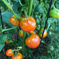 Turkish Orange Eggplant Seeds - 20 Organic Seeds - Non-GMO - Solanum melongena - USA Grown, Free Shipping