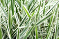 Ribbon Grass Plants - Strawberry & Cream Root Divisions - Hardy Ornamental Grass for Sun or Shade - Phalaris arundinacea