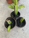 Dragon Fruit Plant - Well Rooted White Pitaya - Hylocereus undatus
