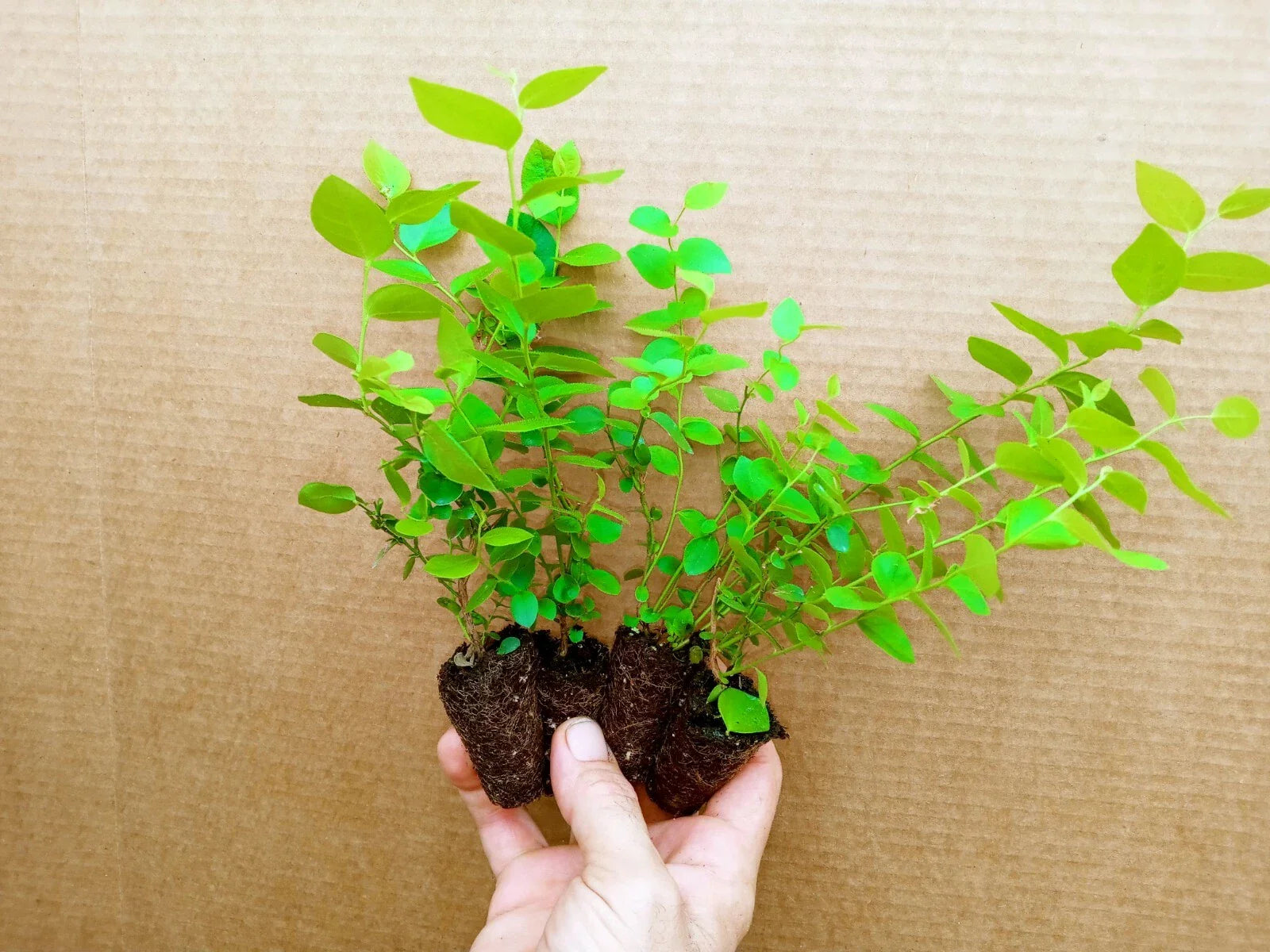 Emerald Blueberry Starter Plants - 4 Pack - High Quality, Early Ripening - Vaccinium corymbosum