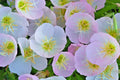 Showy Mexican Evening Primrose Seeds - Groundcover Flower Garden - Oenothera speciosa - 501+ Seeds