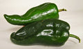 Poblano Chili Pepper Seeds - Mild Flavor for Chili Relleno - 12 Seeds per Packet - Capsicum annuum