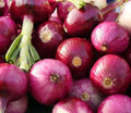 Ruby Red Onion Seeds - 200+ Count Non-GMO Allium Cepa for Vegetable Garden - USA Grown, Free Shipping