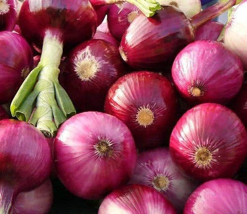 Ruby Red Onion Seeds - 200+ Count Non-GMO Allium Cepa for Vegetable Garden - USA Grown, Free Shipping
