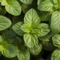 Mint Herb Plant - Live Well-Rooted Plug, Fresh Culinary Variety (Mentha)