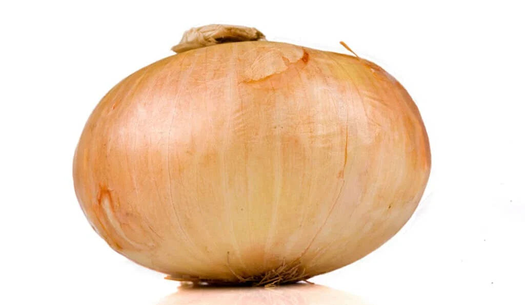 Vidalia Onion Seeds - 500+ Count for Garden Planting - Sweet Variety - Allium cepa