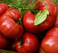 Red Brandywine Tomato Seeds - 100 Indeterminate Beefsteak Variety - Heirloom Vegetable Garden Seeds