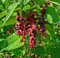 Himalayan Honeysuckle Bush Seeds, 201 Count, Hardy Perennial, Symphoricarpos albus, Maries Green Garden