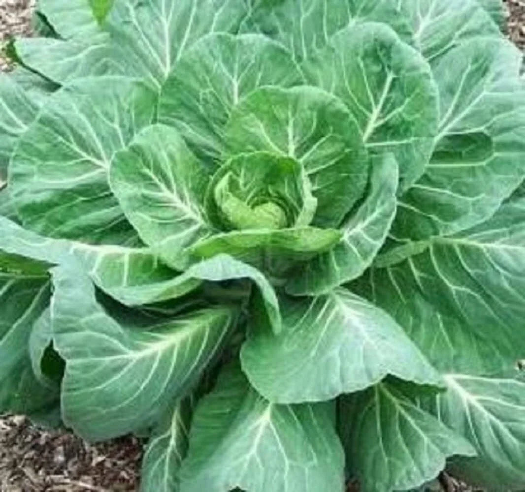 Collard Green Seeds for Planting - Fresh Georgia Hi Yield Variety - Brassica oleracea