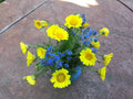 Forget-Me-Not and Daisy Flower Seeds, Blue and Butter Yellow, Ukraine Flag Colors, Myosotis and Bellis perennis