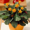 Eternal Flame Calathea Seeds - 25+ Pack for Garden Planting - Calathea crocata - USA Grown, Free Shipping