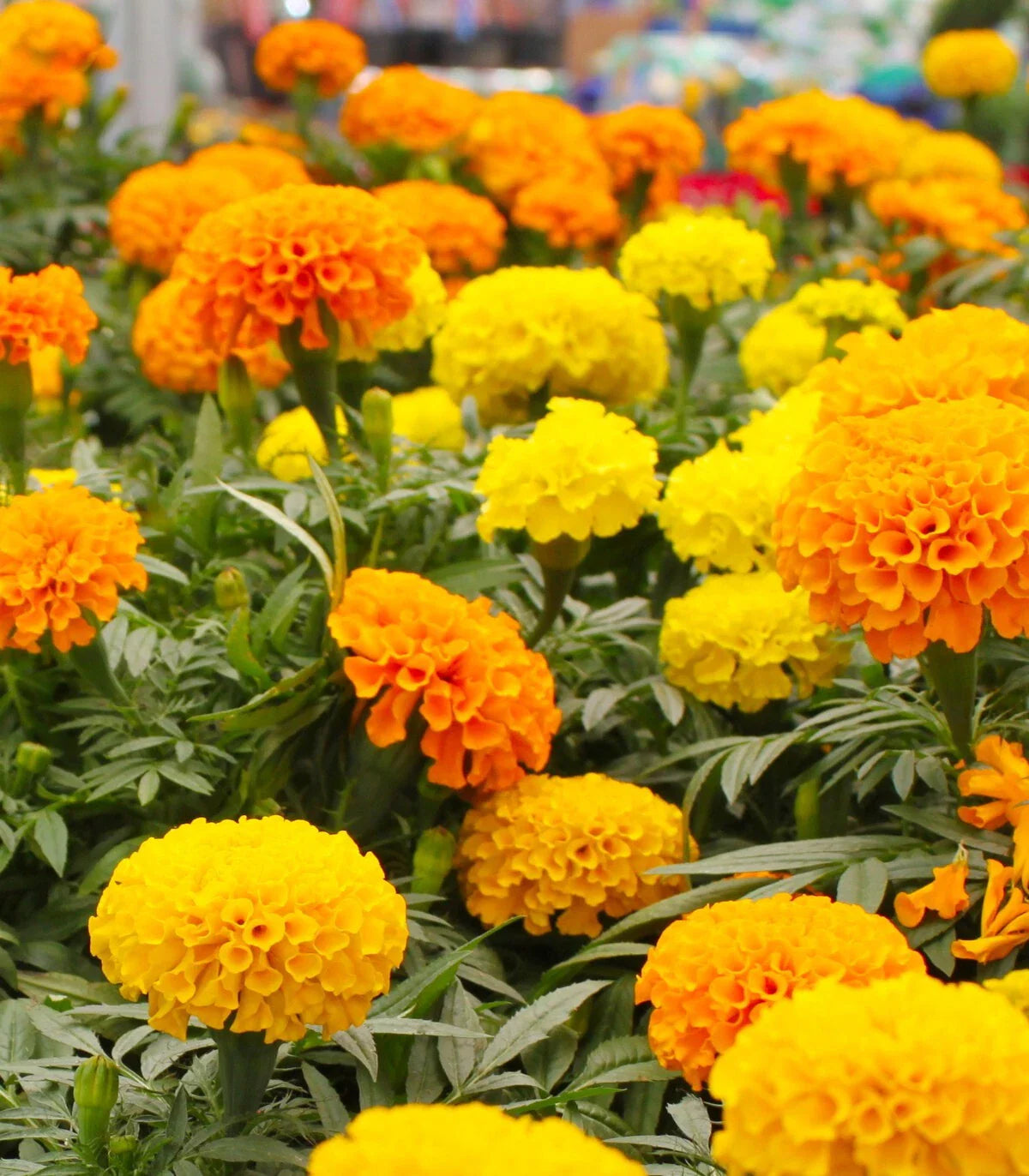 Crackerjack Marigold Seeds - 25+ Pack - Bright Orange and Yellow Blooms - Tagetes erecta - USA Grown