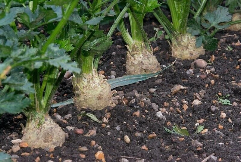 Giant Prague Celeriac Seeds - Non-GMO, Urban Gardening, Tracking Included, Apium graveolens var. rapaceum