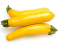 Golden Delight Summer Squash Seeds - Fresh Seeds for Planting - Cucurbita pepo