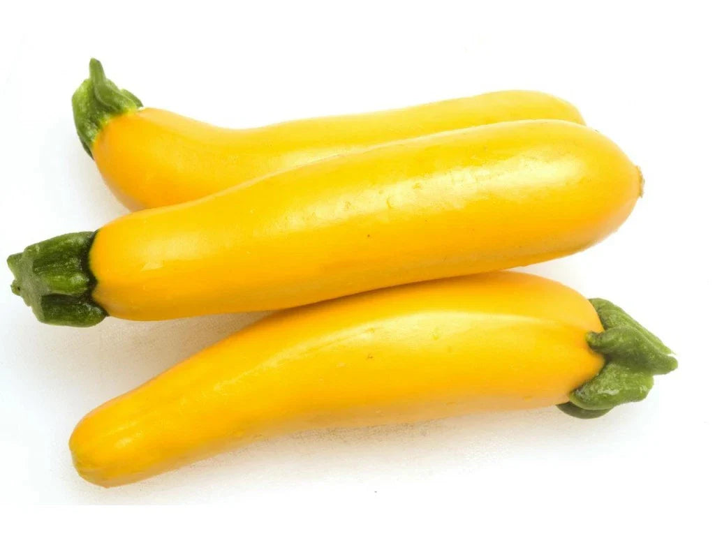 Golden Delight Summer Squash Seeds - Fresh Seeds for Planting - Cucurbita pepo