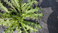 Wild Lettuce Plant 1M Live Organic Lactuca Virosa Pain Relief USA