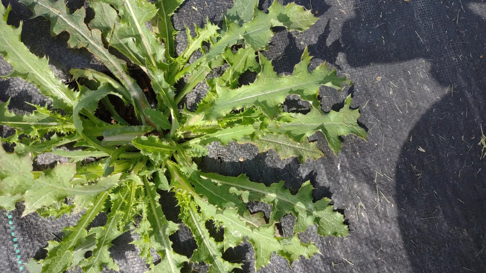 Wild Lettuce Plant 1M Live Organic Lactuca Virosa Pain Relief USA