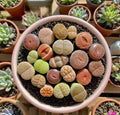 Lithops Succulent Plants - Large 10pcs Random DIY Mix - Rare Living Stones - Easy Care - Bare Root