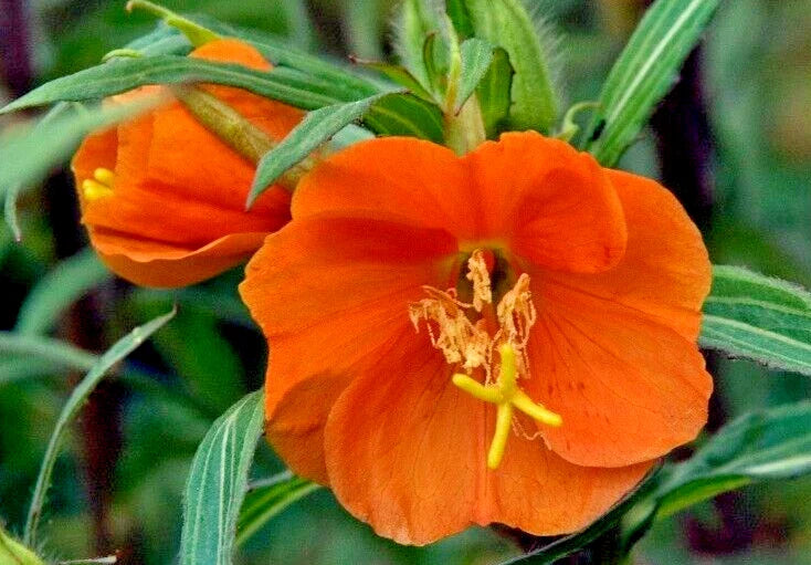 Evening Primrose Seeds 100 Count Red-Orange Oenothera versicolor 'Sunset Boulevard'